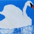 The Most Beautiful Swan You Ever Seen
