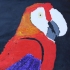 Red Macaw