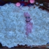 The Silkie Baby Pink Buterfly In An Unknown World