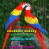 Parrot Love Words