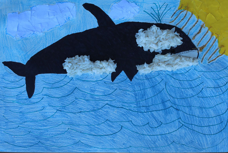 Shamu From Seaworld
