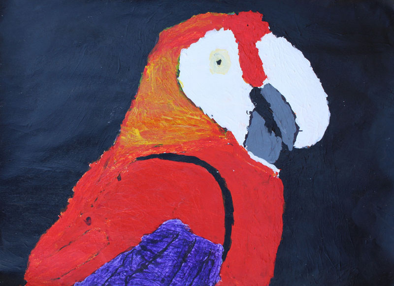 Red Macaw