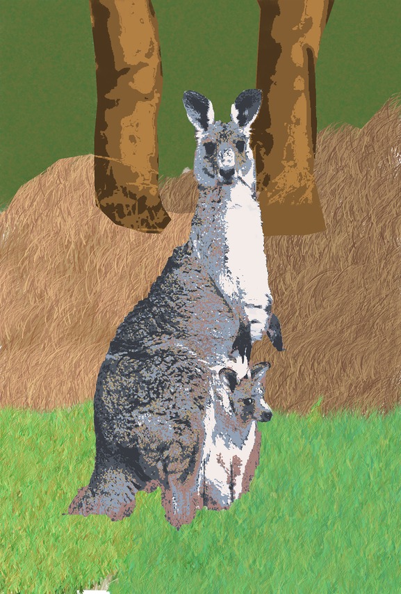 Kangaroo